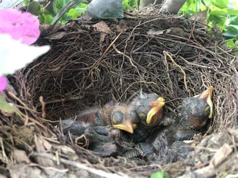 陽台有鳥築巢|為什麼鳥類越來越愛到陽台築巢？城裡的鳥壓力大？今。